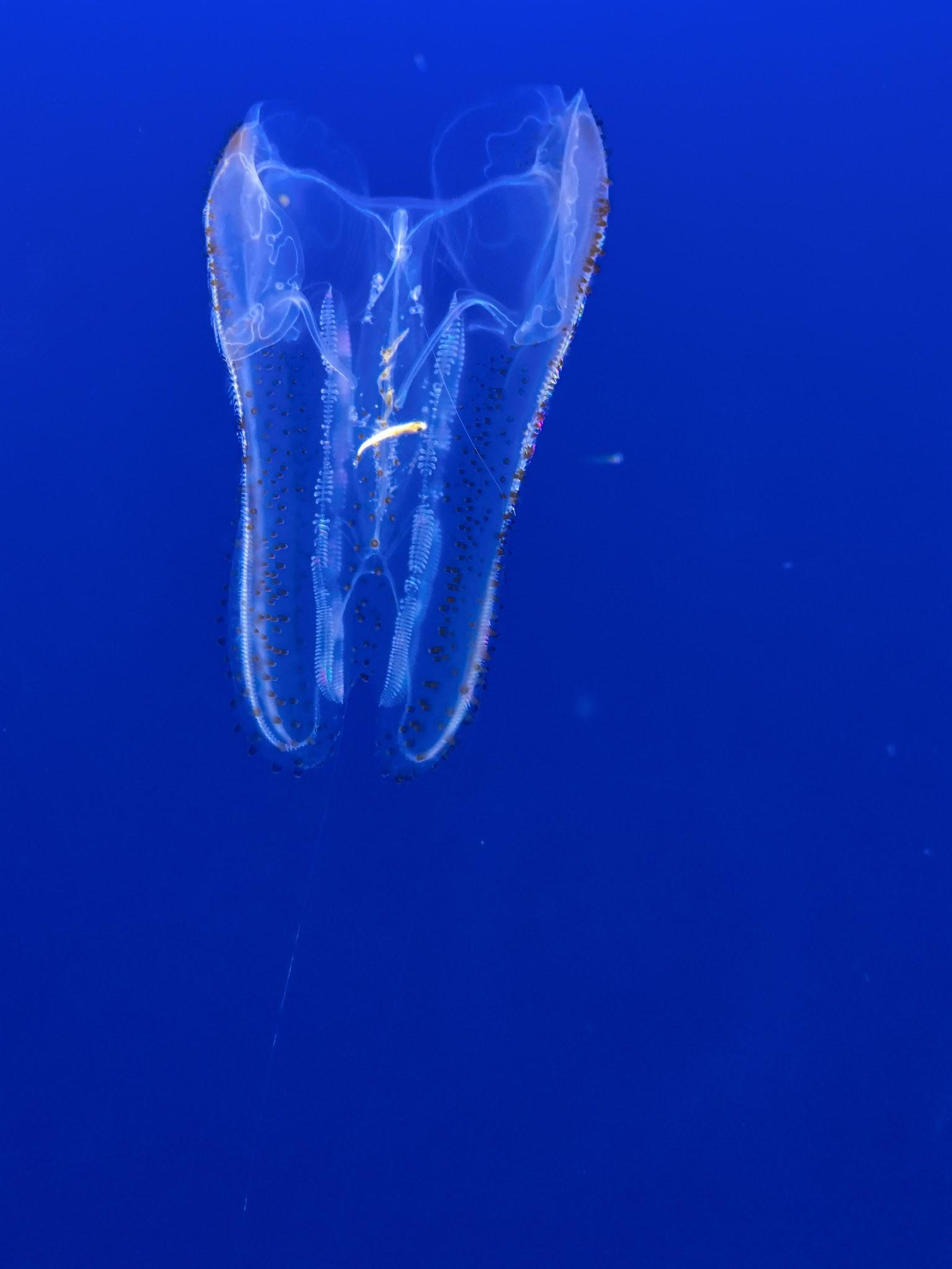 Monterey Bay Aquarium