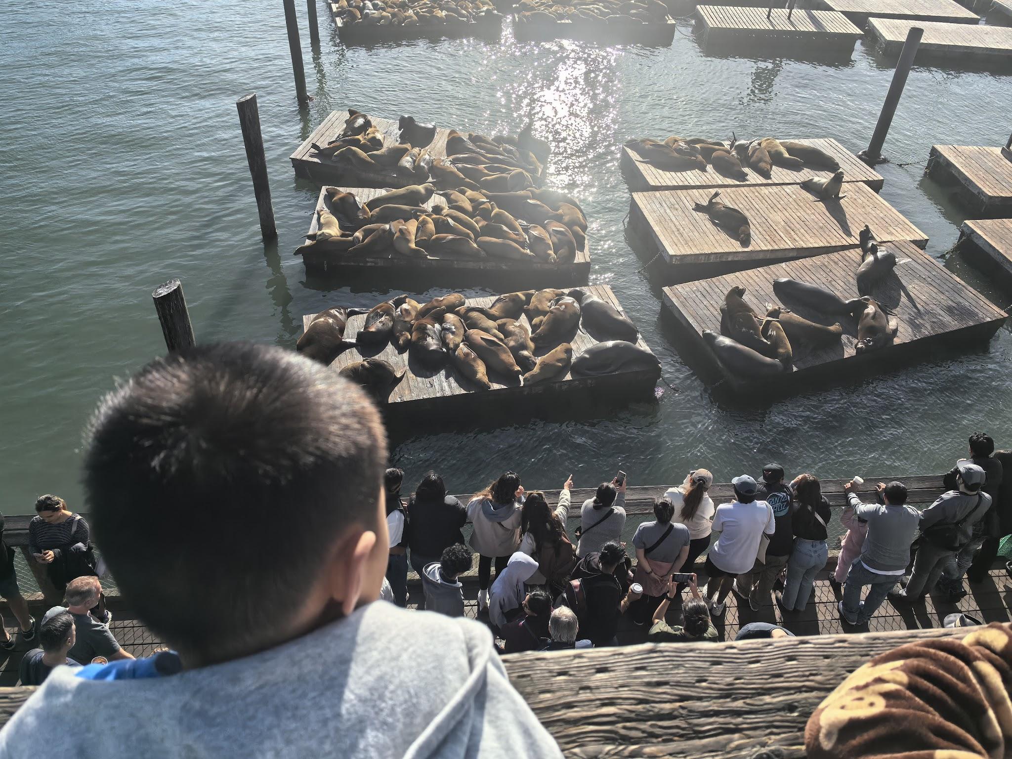 Sea lions at the pier