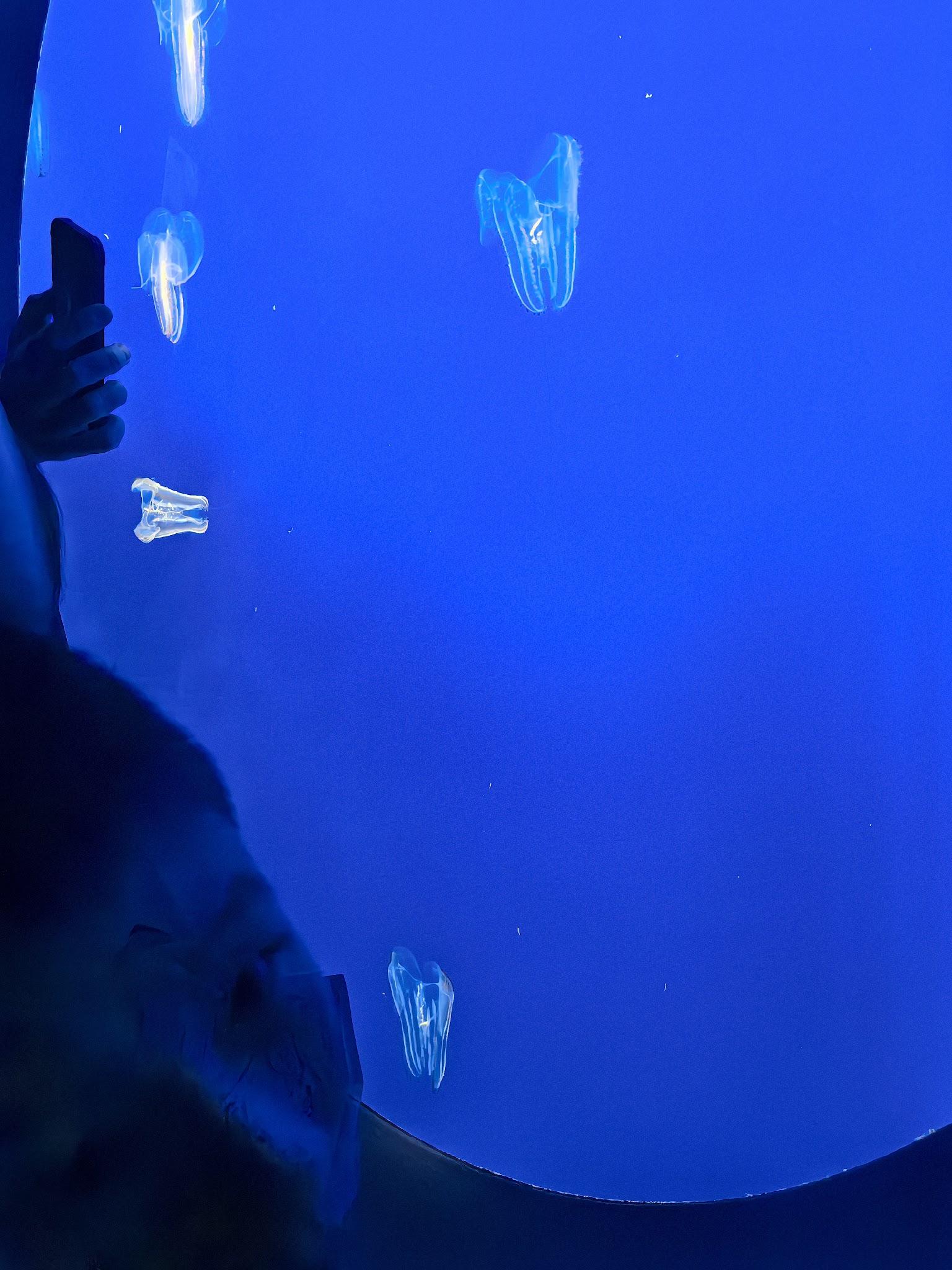 Monterey Bay Aquarium